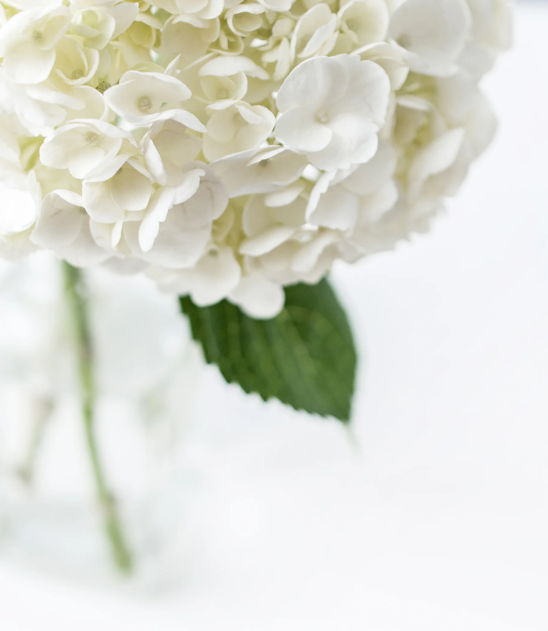 KATEMAXSTOCK-1182.jpg