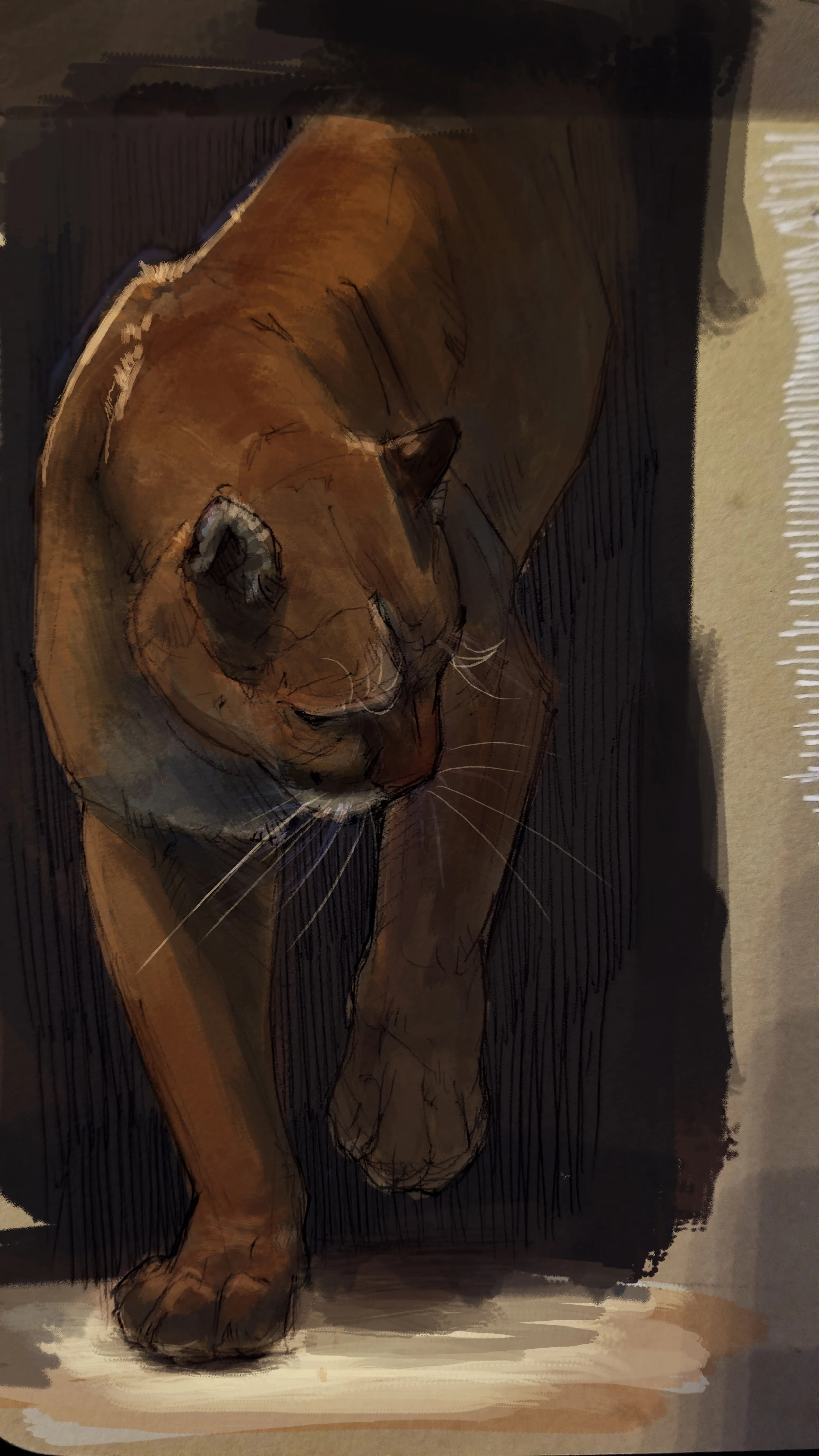 cougarStudy.jpg