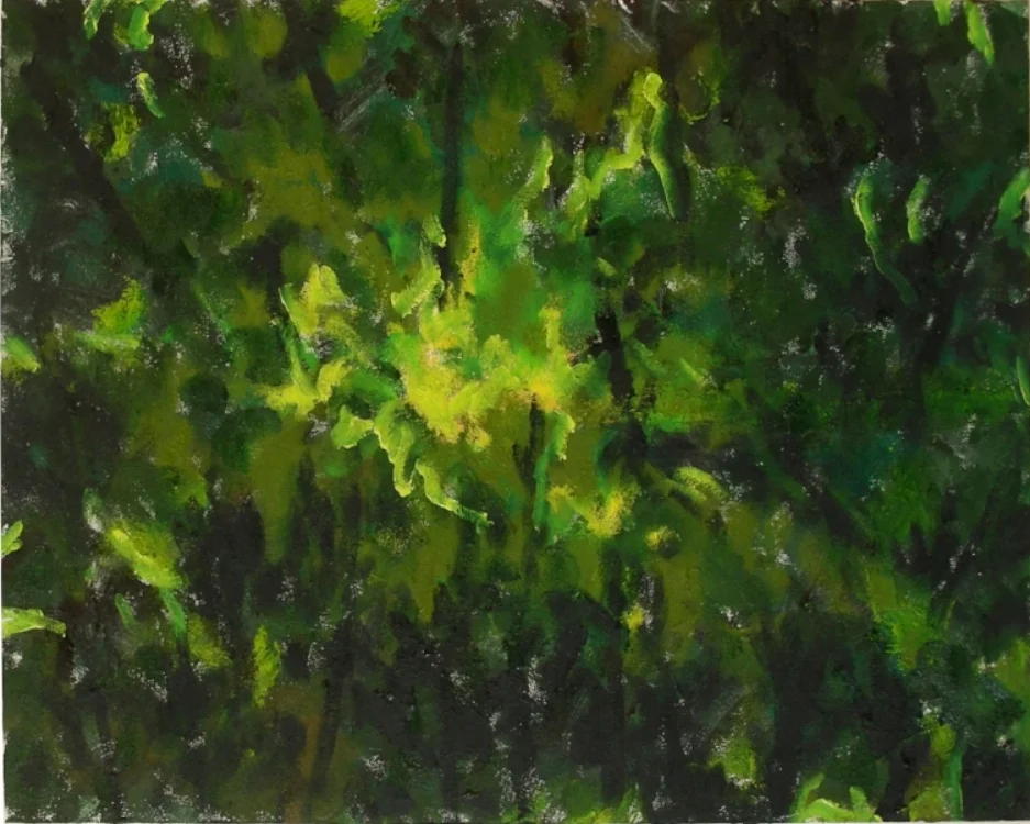 Illuminated Pine Grove