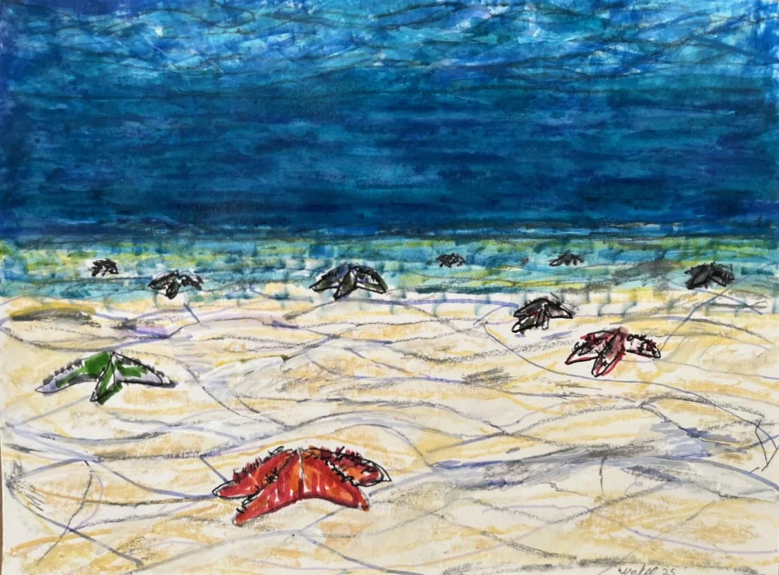 Horned Sea Stars In The Shallows Off Borneo (study)