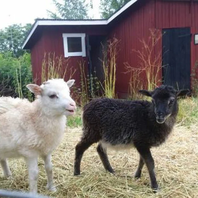 Lammen i fårhagen sommaren 2016. Lampat haassa kesä 216.