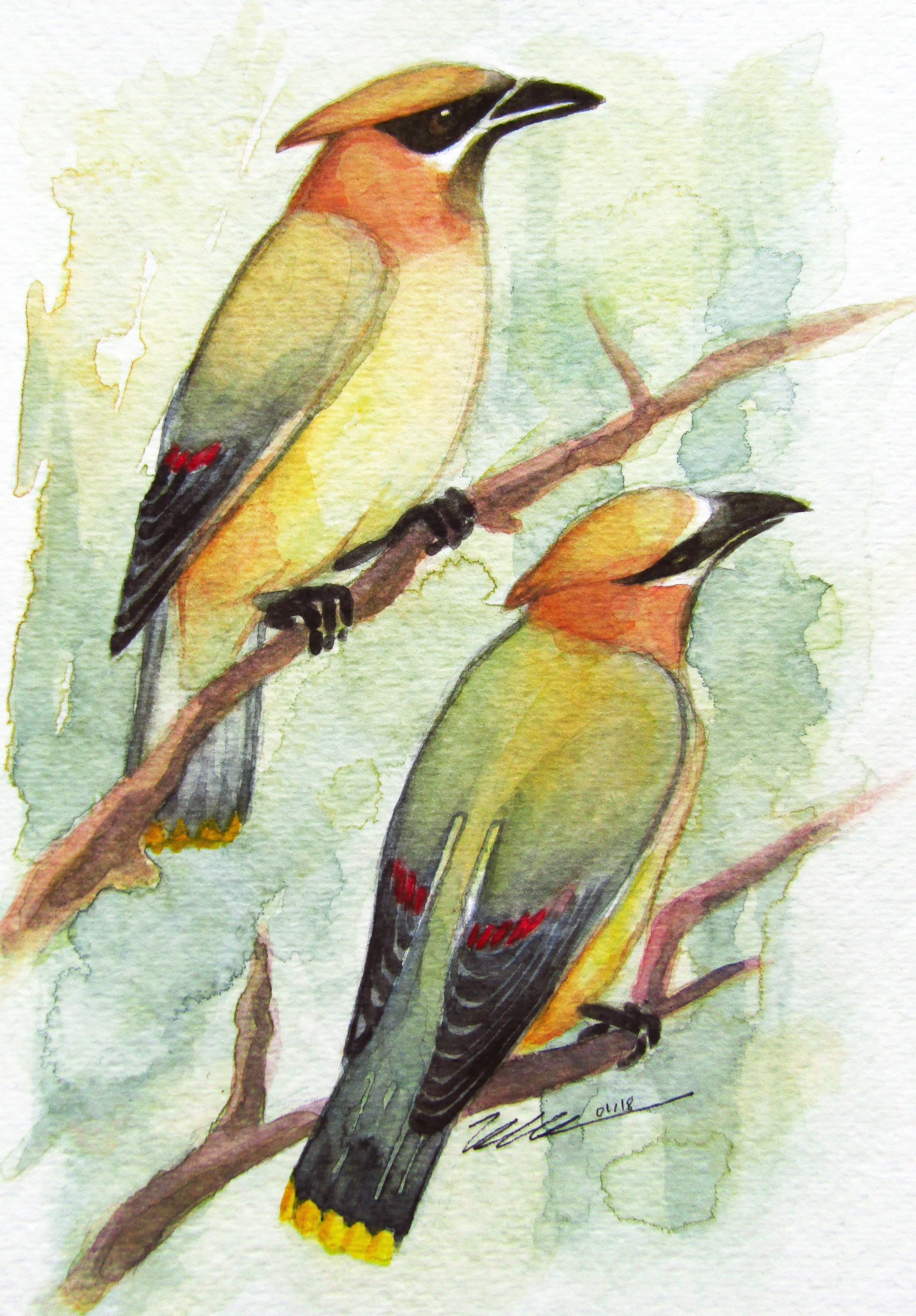 Waxwings.jpg