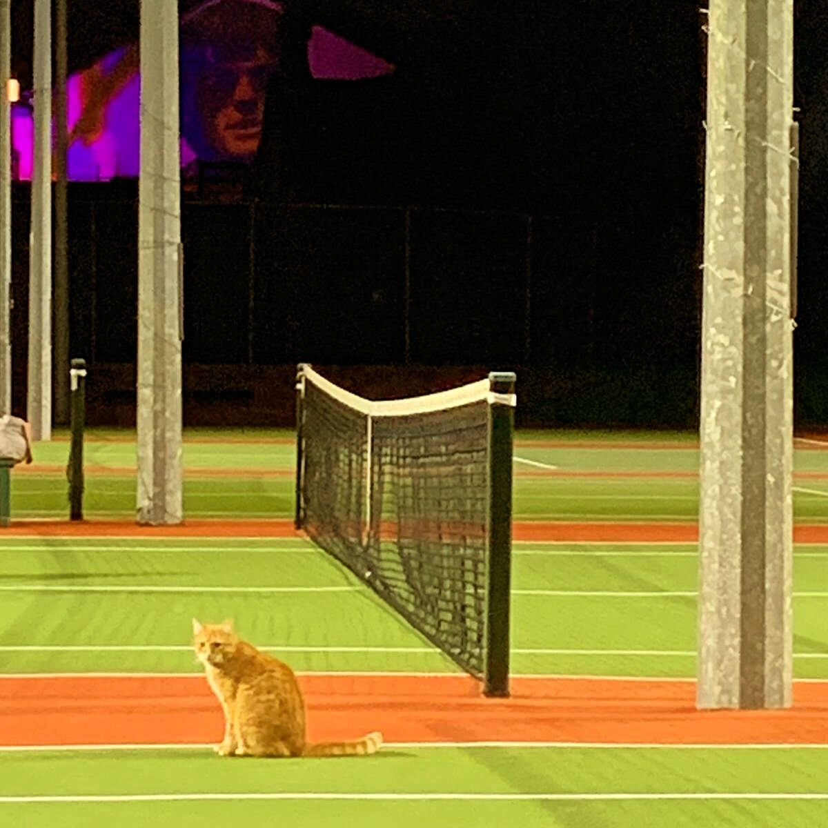 Training in the new umpire for our City of Dublin Championships 2024 (The Charleville dogs will not be pleased!)

She's got the purr-fect line of view for those tricky line calls.  If it's out by a whisker, our umpire will be ready to meow the call ?