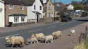 Mill End Mitcheldean sheep.jpeg