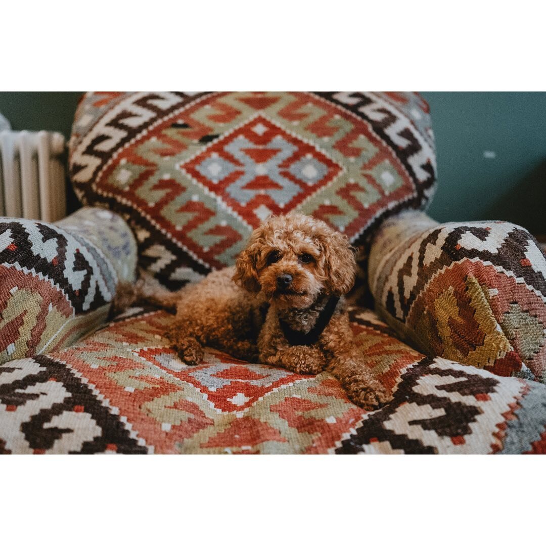 Few snaps from our first mini break with Bear. Which was.. interesting 😅 Stayed at @artistresidencepenzance where the food was amazing so included a bit of that as well!
.
.
#artistresidence #artistresidencepenzance #toypoodle #toypoodlesofinstagram