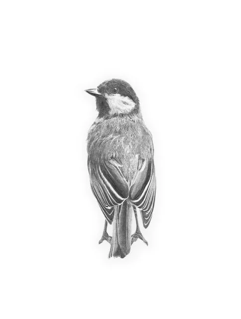 PenclBird_197x148_2Final.jpeg