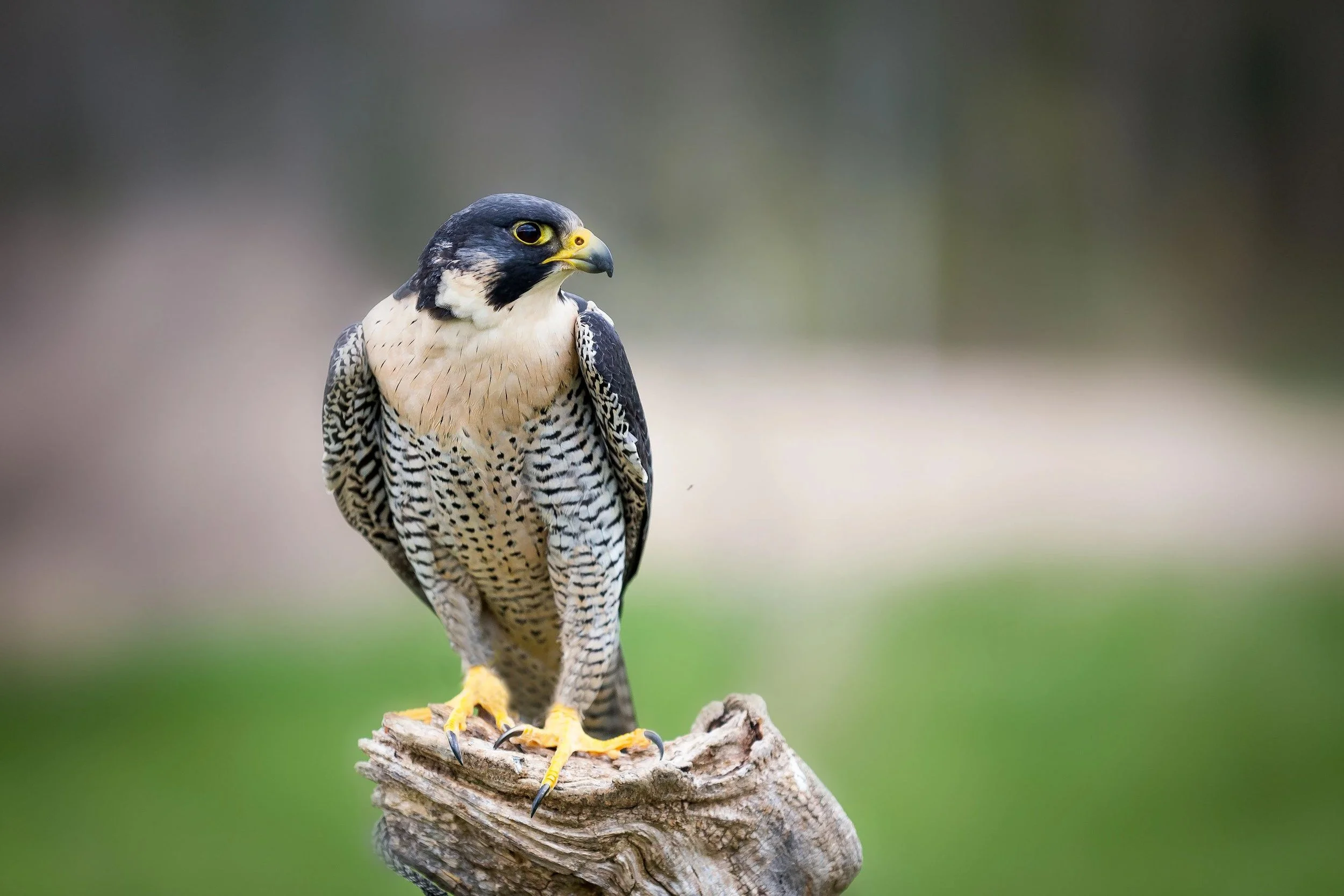 Peregrine.jpg