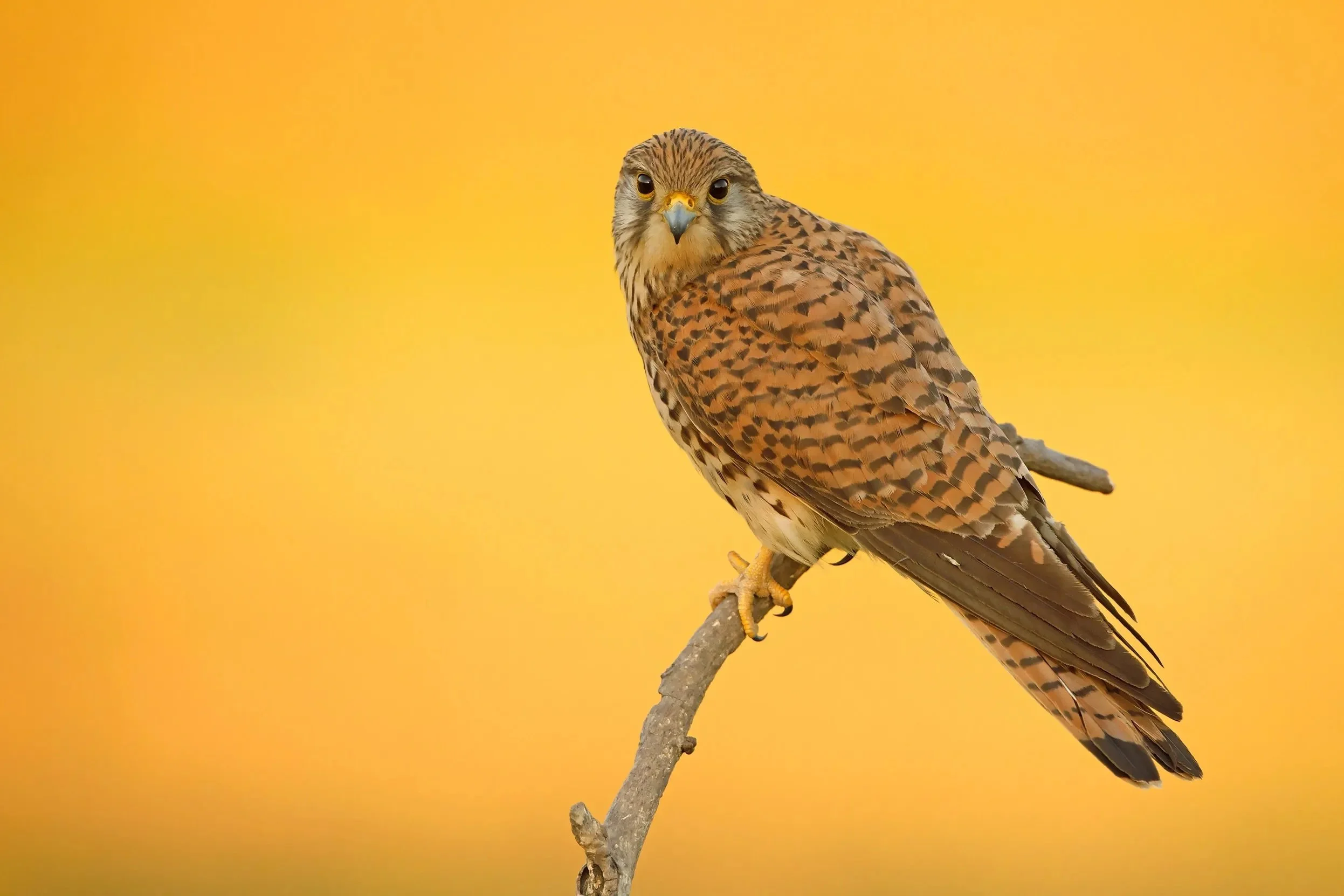 2185478355-Species-Kestrel-FEMALE-sitting-on-branch-with-orange-background copy.jpg