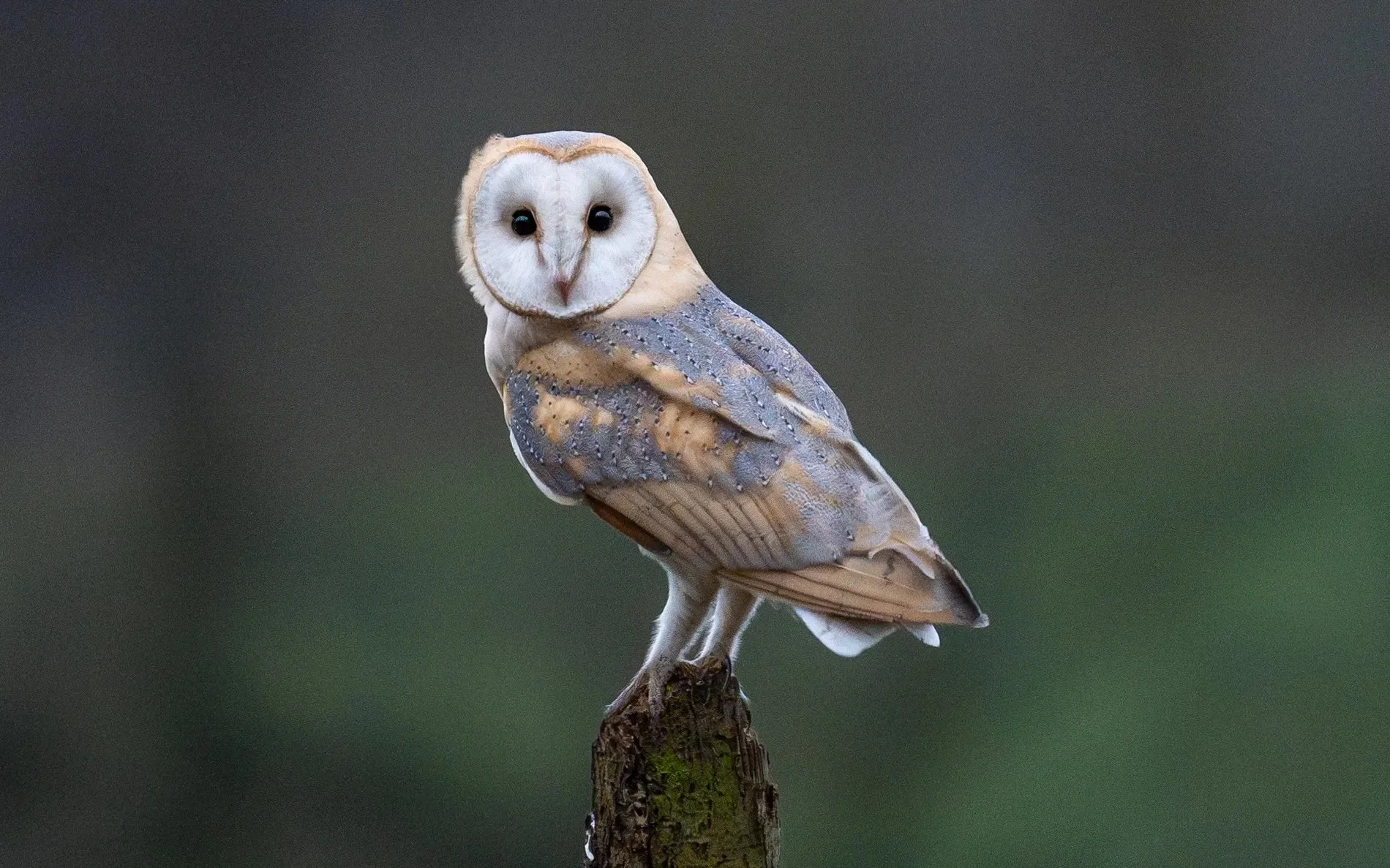 Barn Owl.jpg
