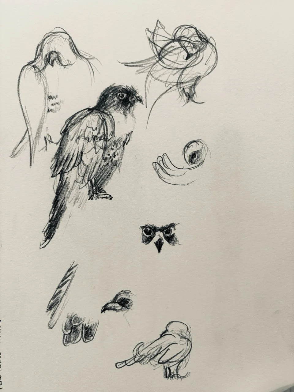 Wild Life Drawing: Birds of Prey