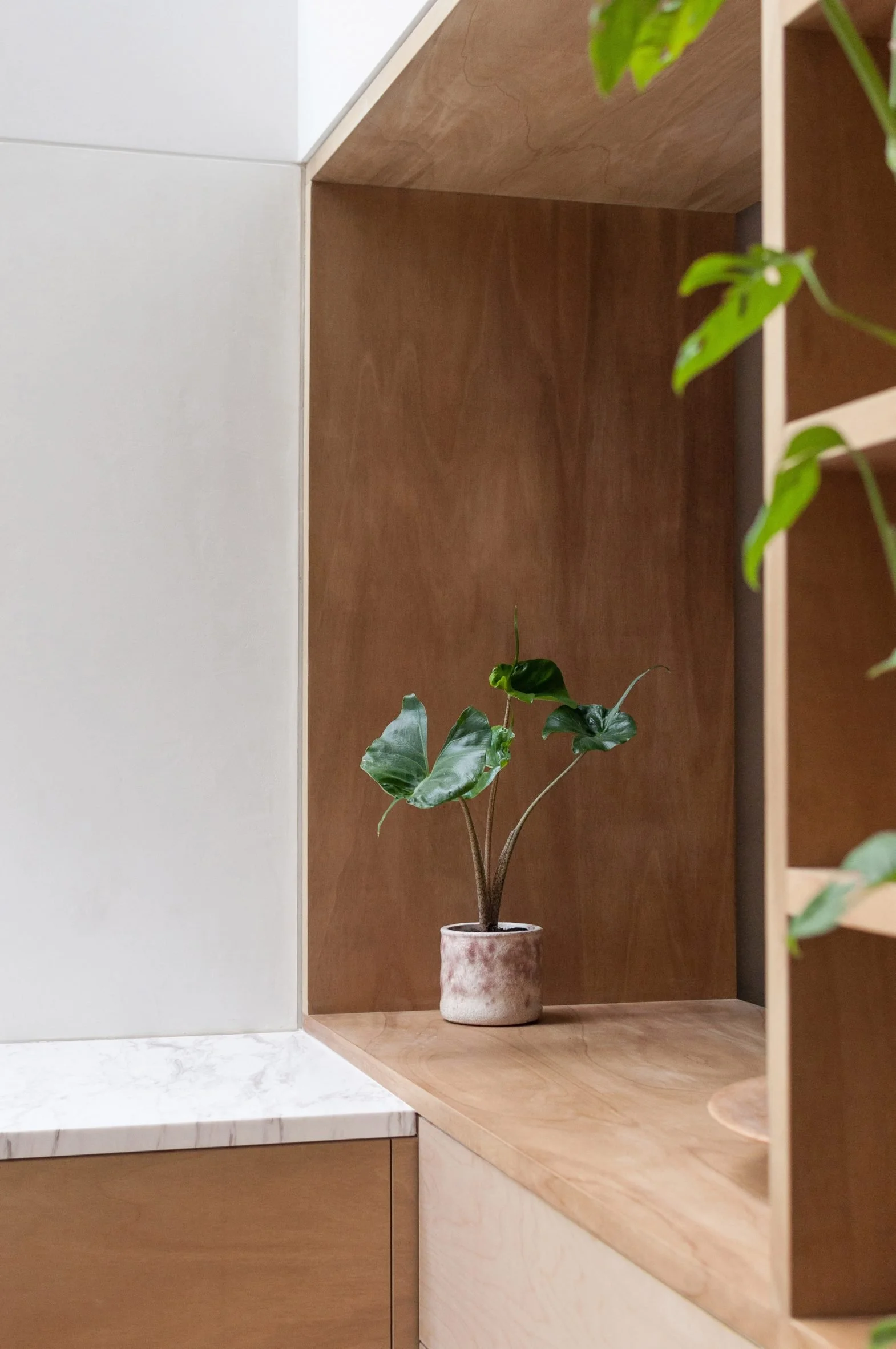 A small green potted plant with large leaves on a wooden shelf in a modern interior setting.