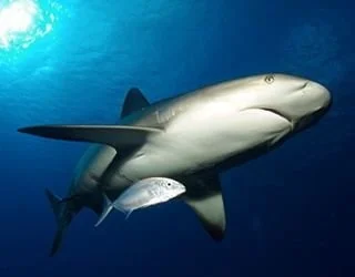 itinerary-shark.jpg