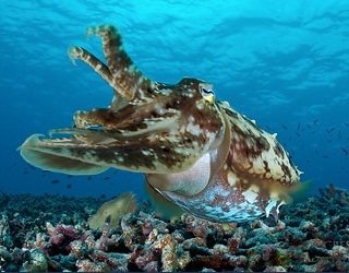 itinerary-cuttlefish-1.jpg