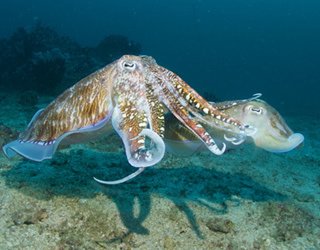 itinerary-cuttlefish-3.jpg