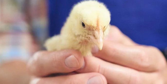 The Chicken Guarantees Address Welfare Standards