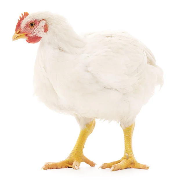 Why are Chickens SO Big Today? 