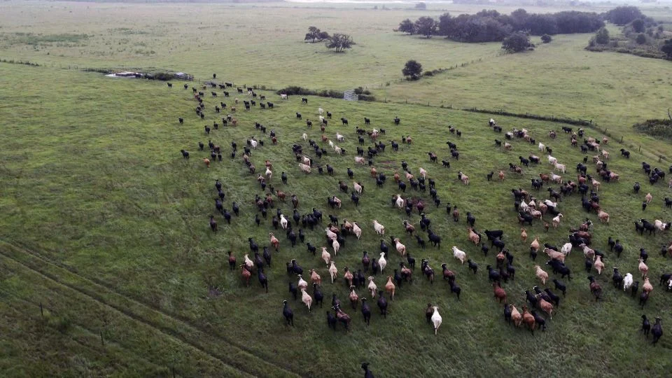 Ensuring Beef Safety