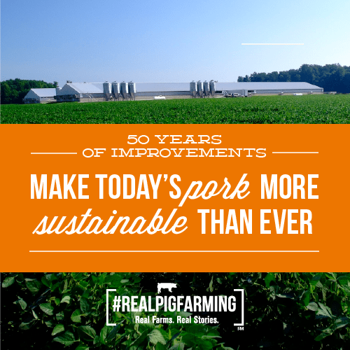 Sustainability in Modern Pig Farming