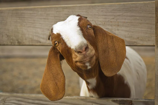 boer goat-600.jpg