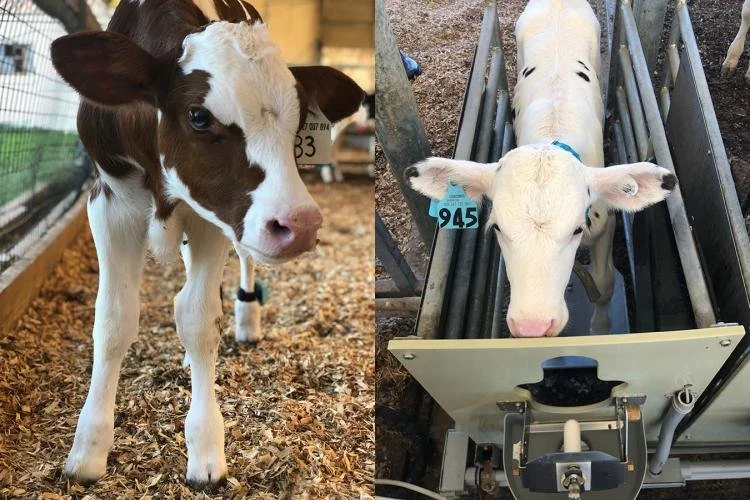 Technology Helping Predict Antibiotic Success in Dairy Calves