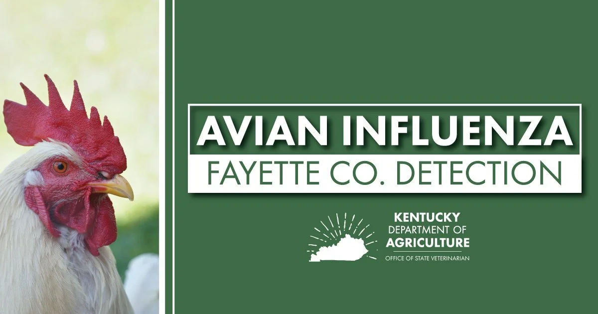 Deadly poultry virus found in backyard flock in Fayette County
