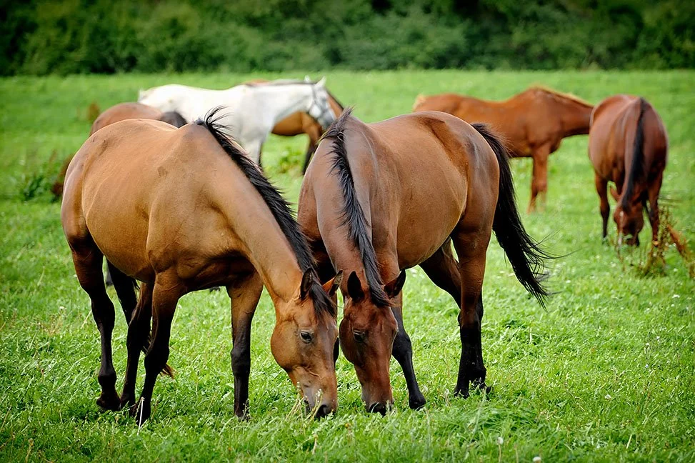 16th annual Pastures Please!! Workshop set for Feb. 6 in Lexington
