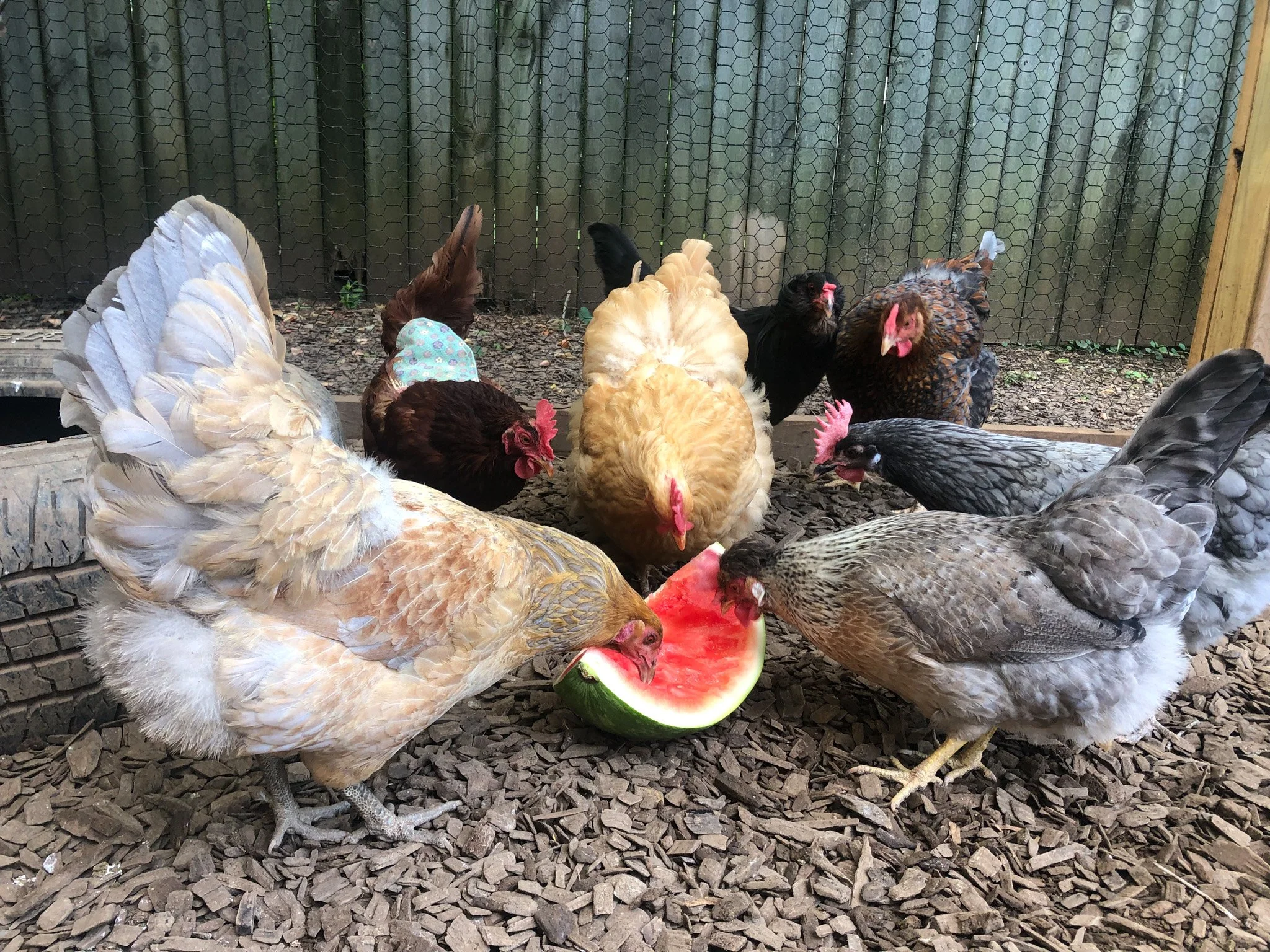 UK Leads Program to Train Veterinarians in Backyard Chicken Flock Care