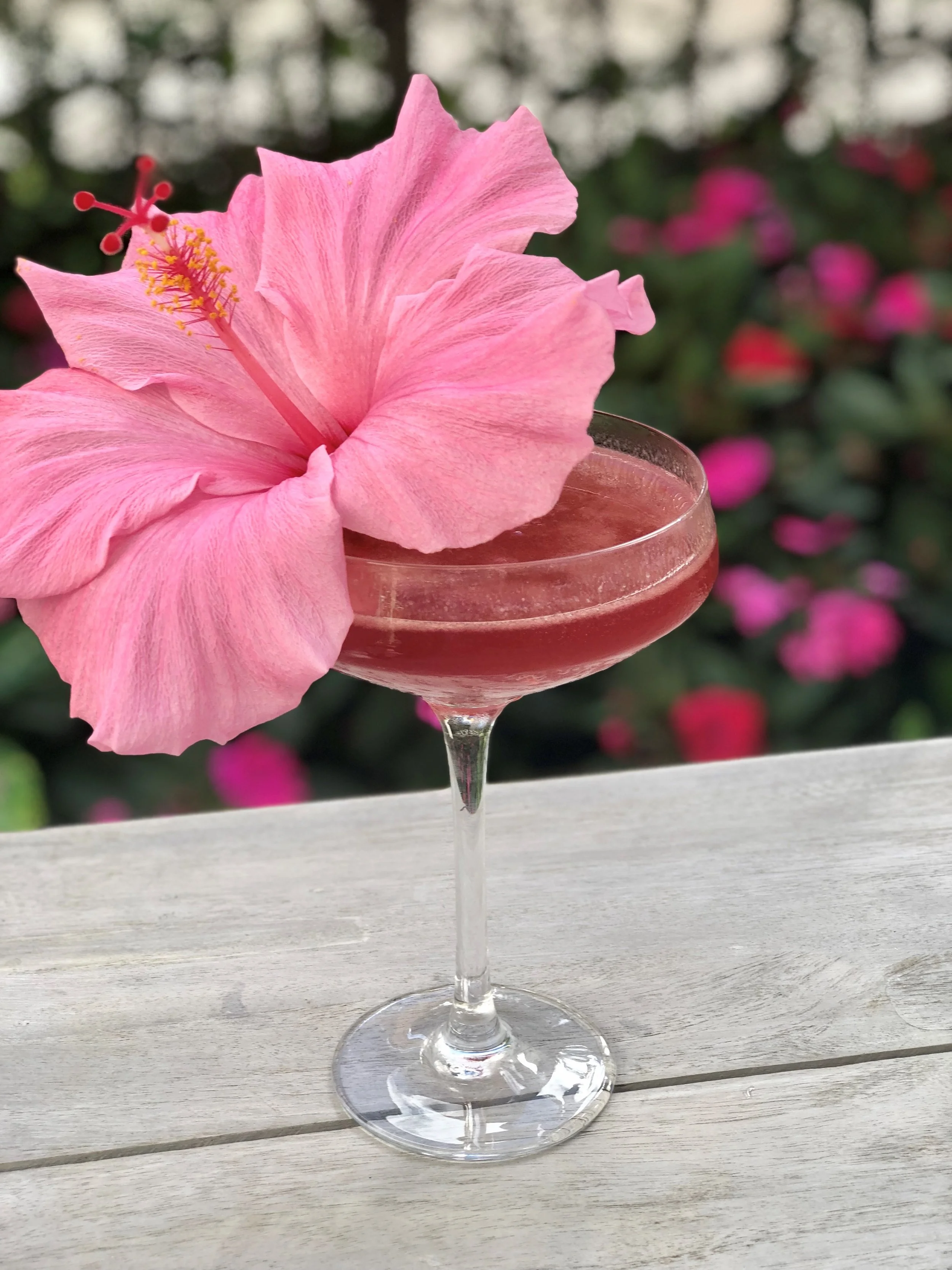 Hibiscus Margarita 2.jpg