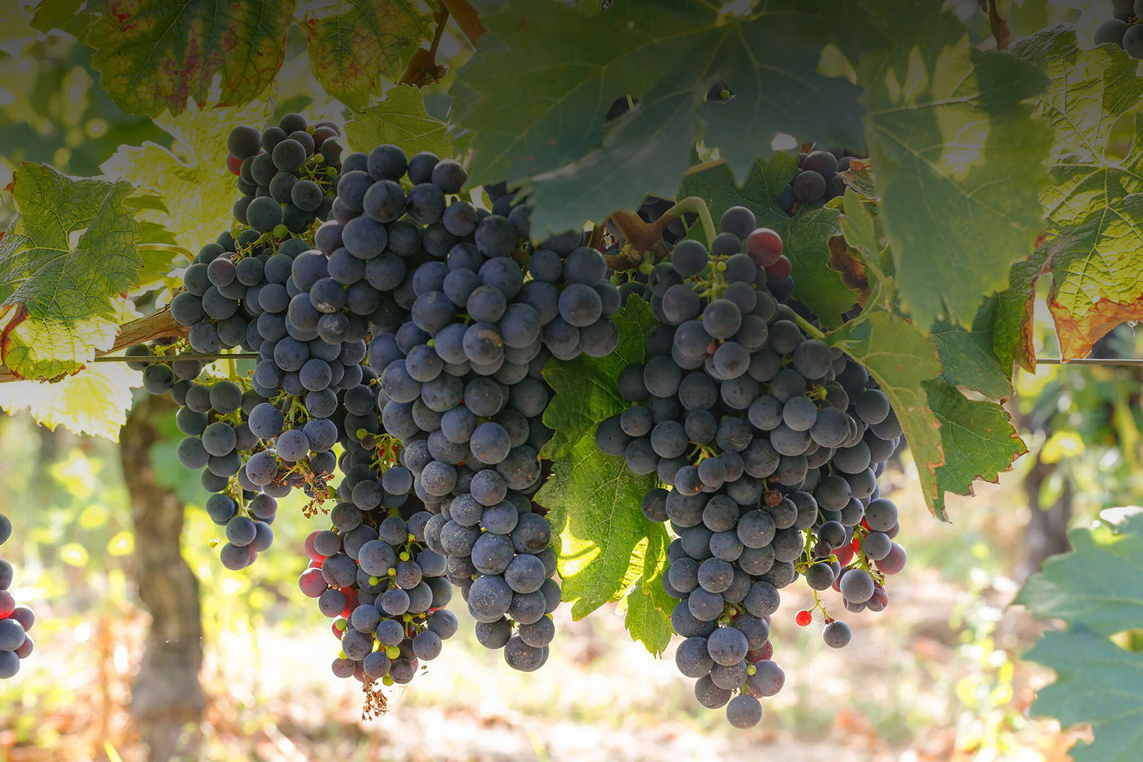 Du Parc grapes 2_preview.jpeg
