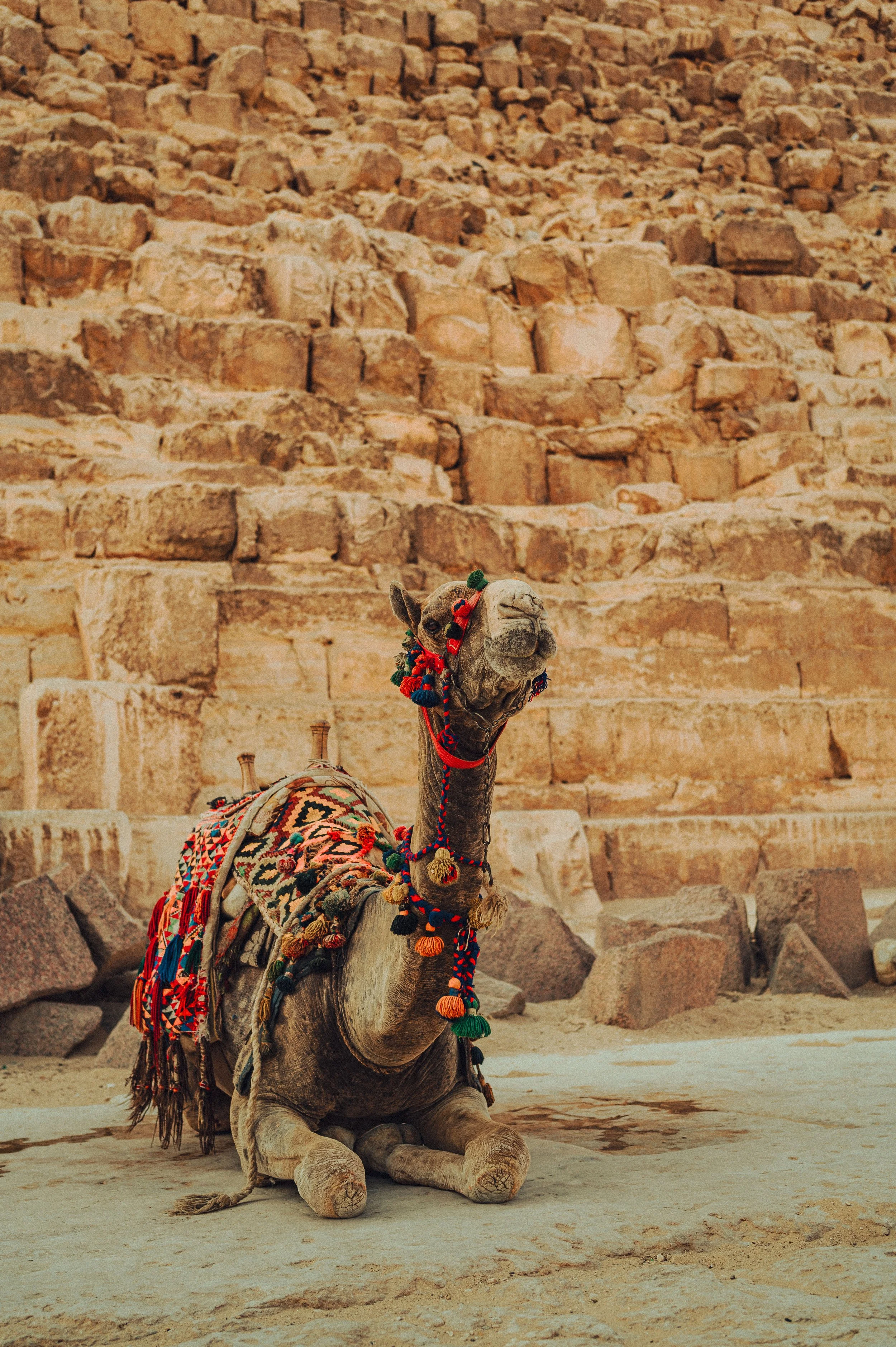 Camel Lyfe-1-2.jpg