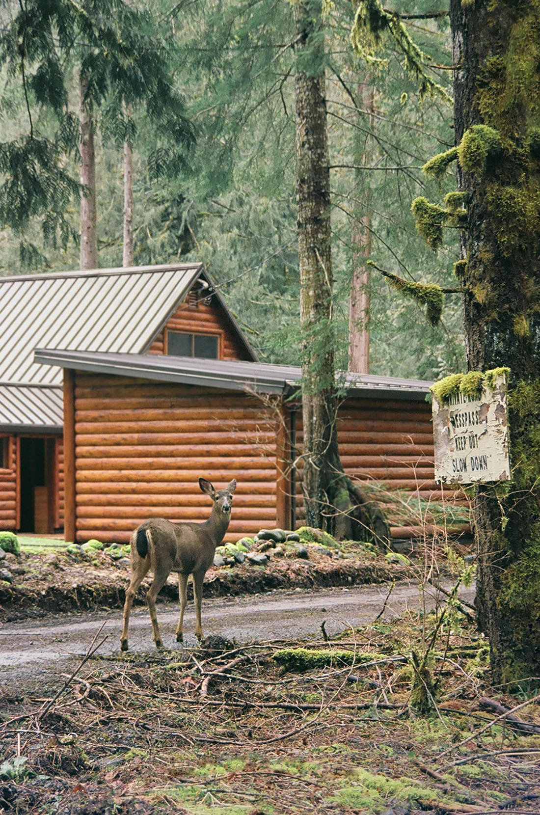 deer_01.jpg