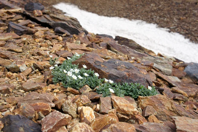 Blumen im Gebirge