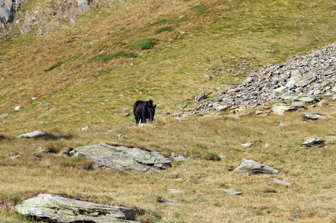 Überlebenstraining im Gebirge