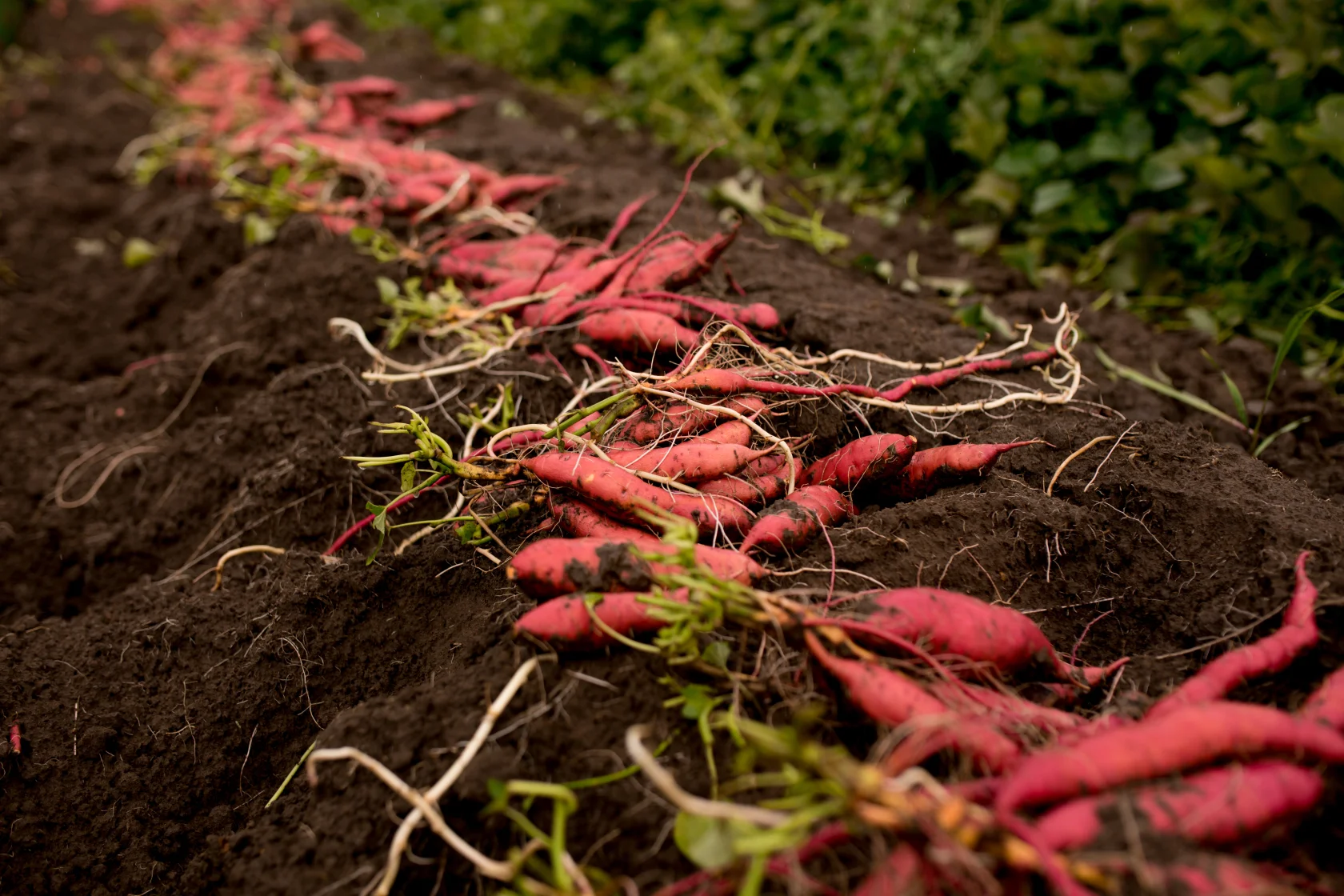 Sweet Potatoes are neither potatoes or yams. They are a tuberous, root vegetable of the Morning Glory family.