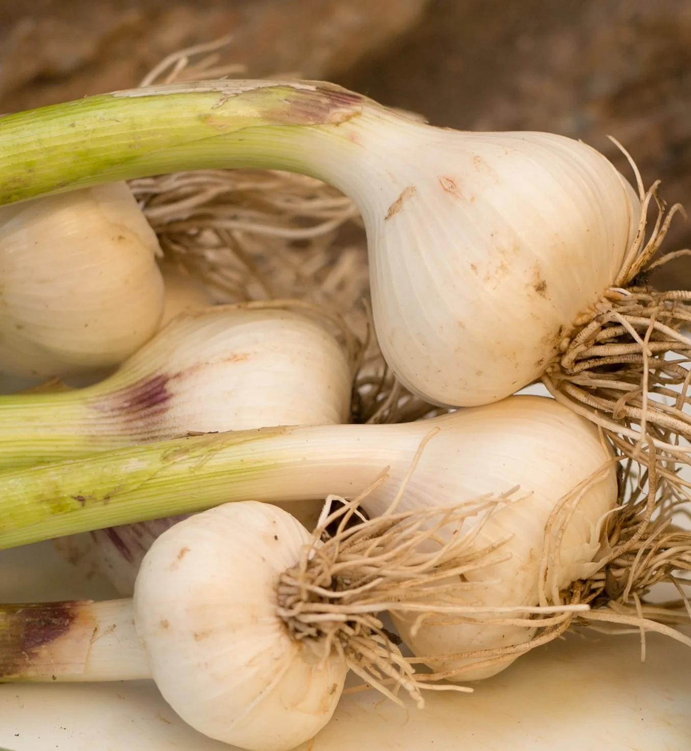 Garlic bulbs can have between six and twenty cloves.