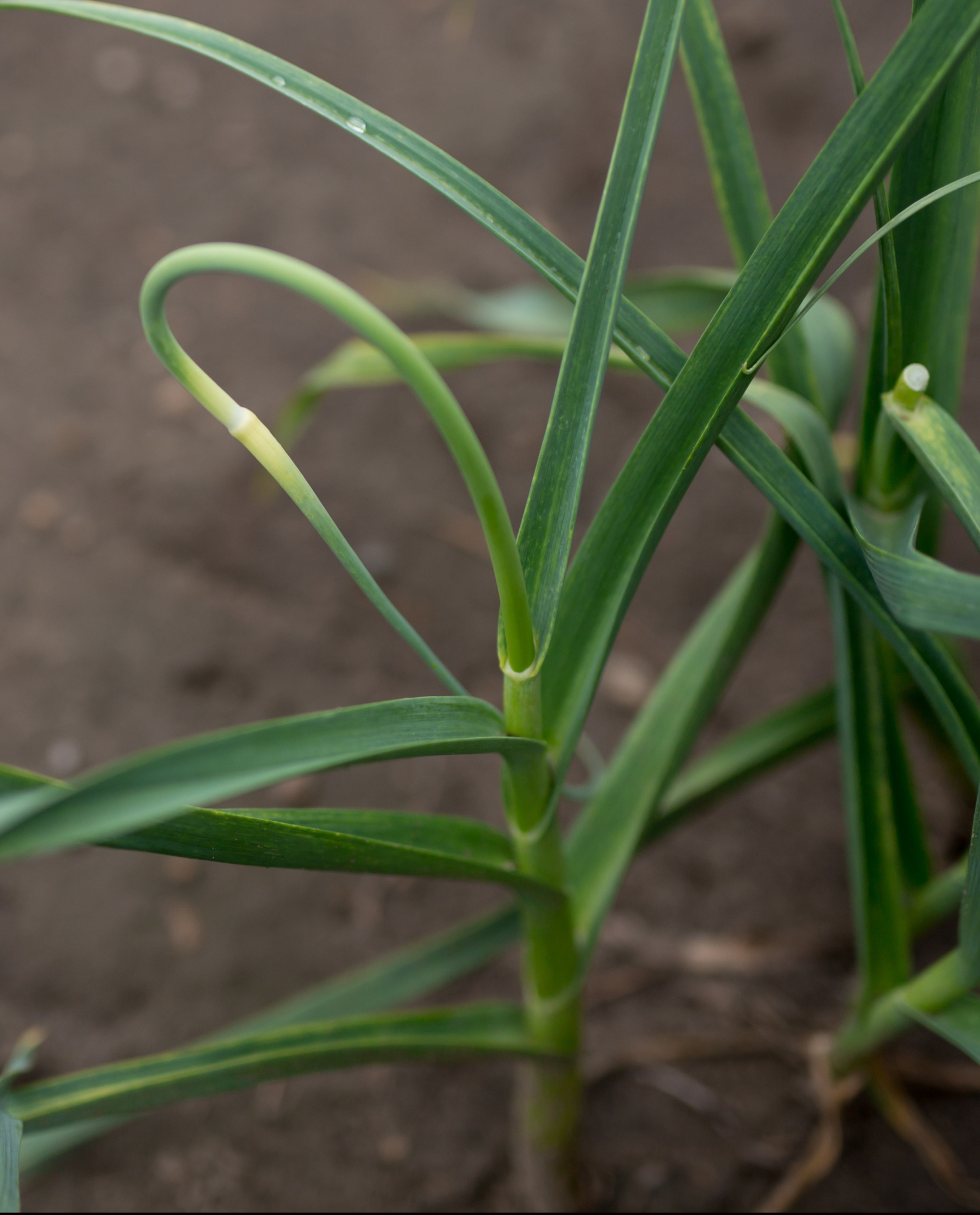 Garlic Scapes are the flower buds of the garlic plant, cut off to encourage bulb growth.