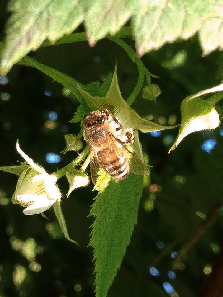 A bee collects pollen from a raspberry bloom at Hi-Berry Farm. Hi-Berry honey is classified as 'poly-floral or 'wild flower' honey because it is produced from the nectar of many different flowers.