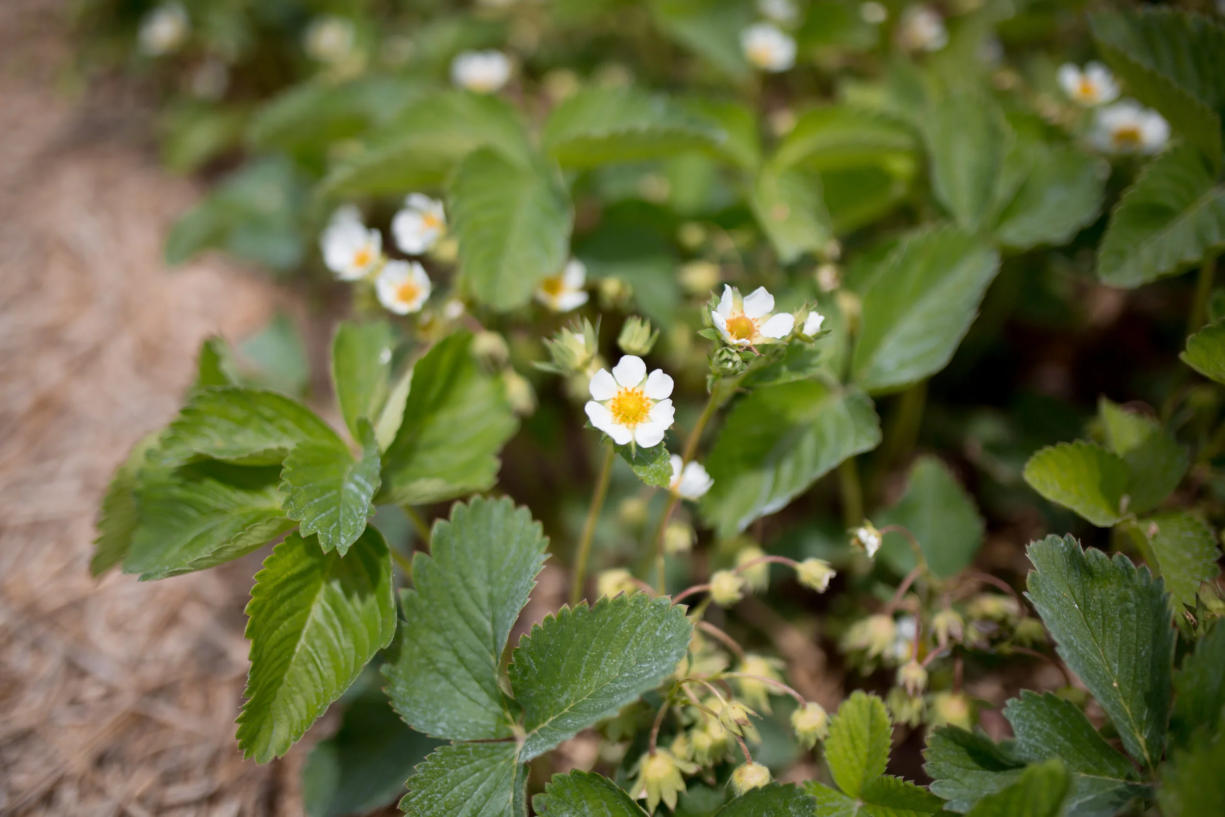 Clancy strawberries in bloom at Hi-Berry Farm