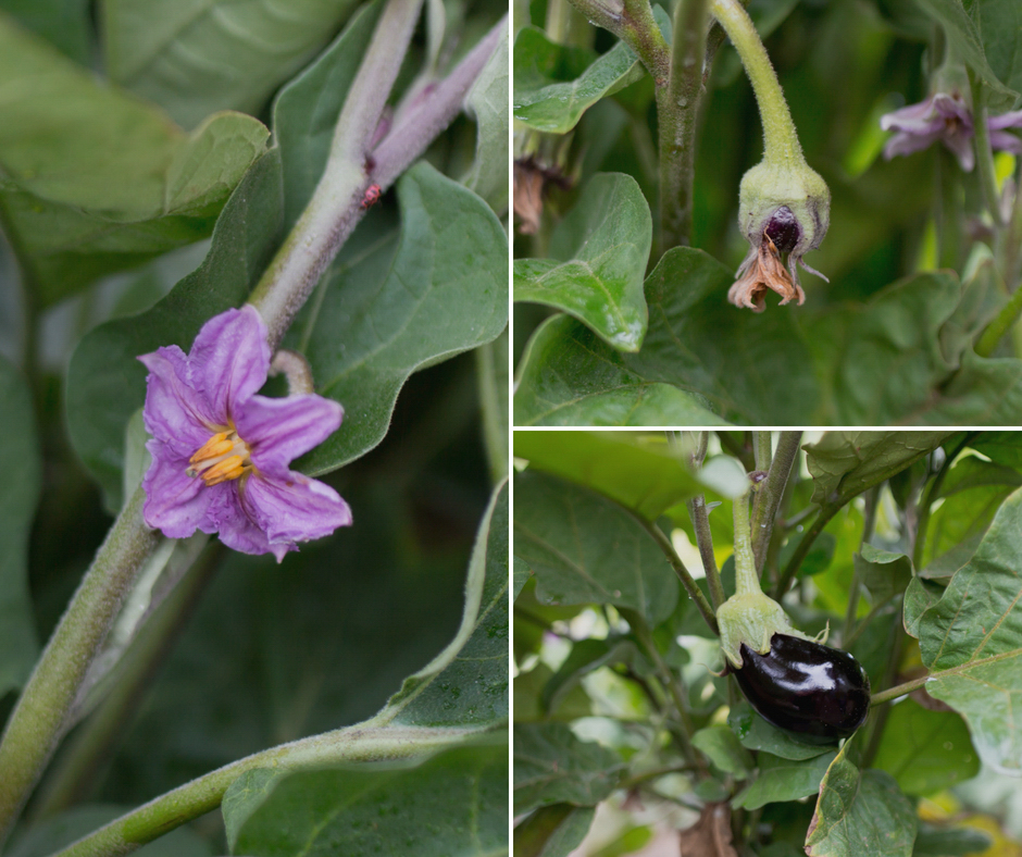 Eggplant at different stages at Hi-Berry Farm