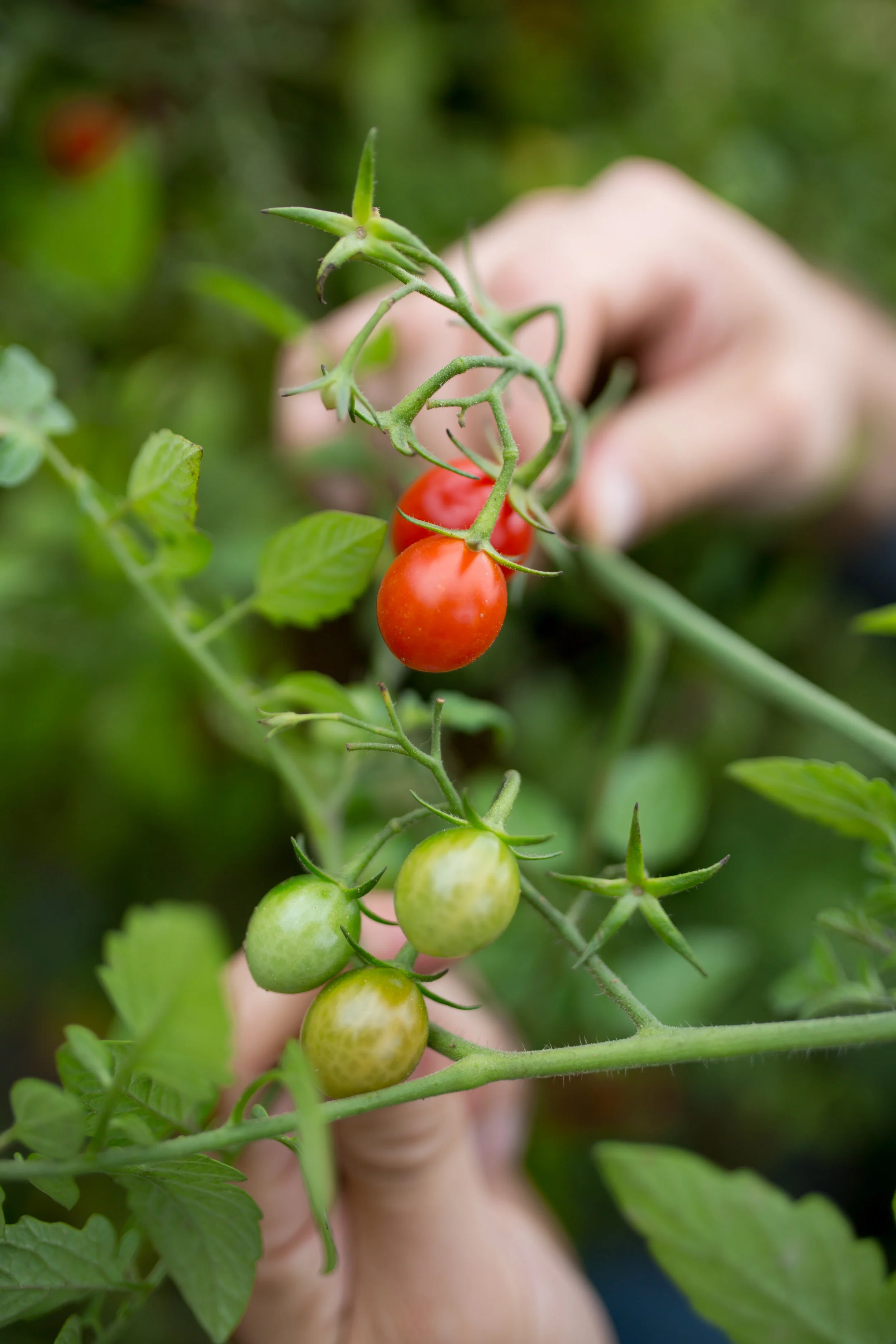 Grape tomatoes growing at Hi-Berry Farm . Leave tomatoes on the vine for as long as possible.