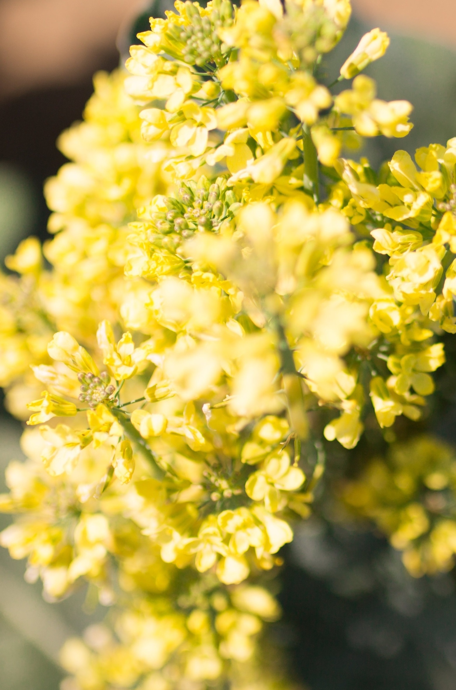 If left to grow too long broccoli heads will bloom into a cluster of bright yellow flowers. If left too long after harvest the buds can turn a wilted yellow and give off a bitter taste. Store refrigerated no longer than 3-5 days.