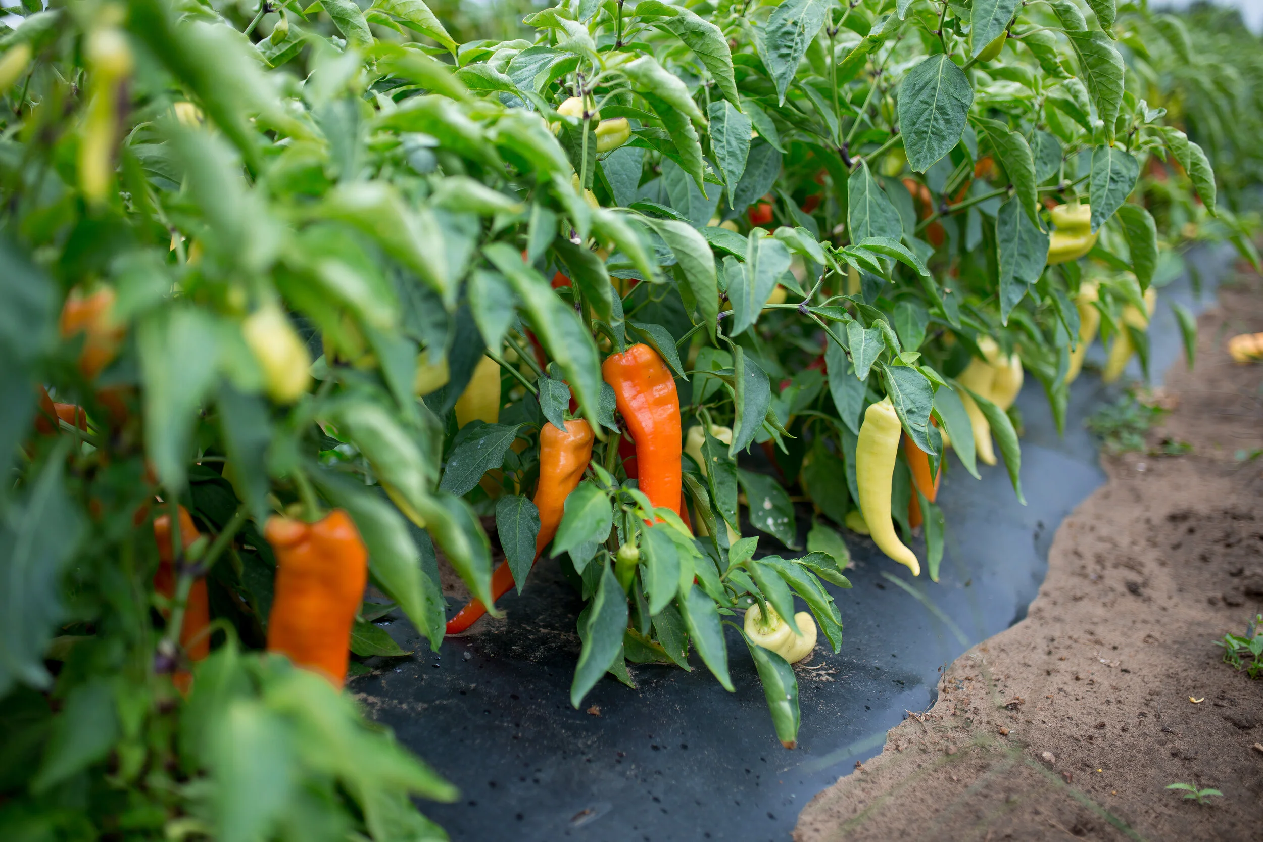 Hungarian hot peppers can range from mild (yellow-green) to hot (deep red). Heat can increase considerably as peppers turn red.
