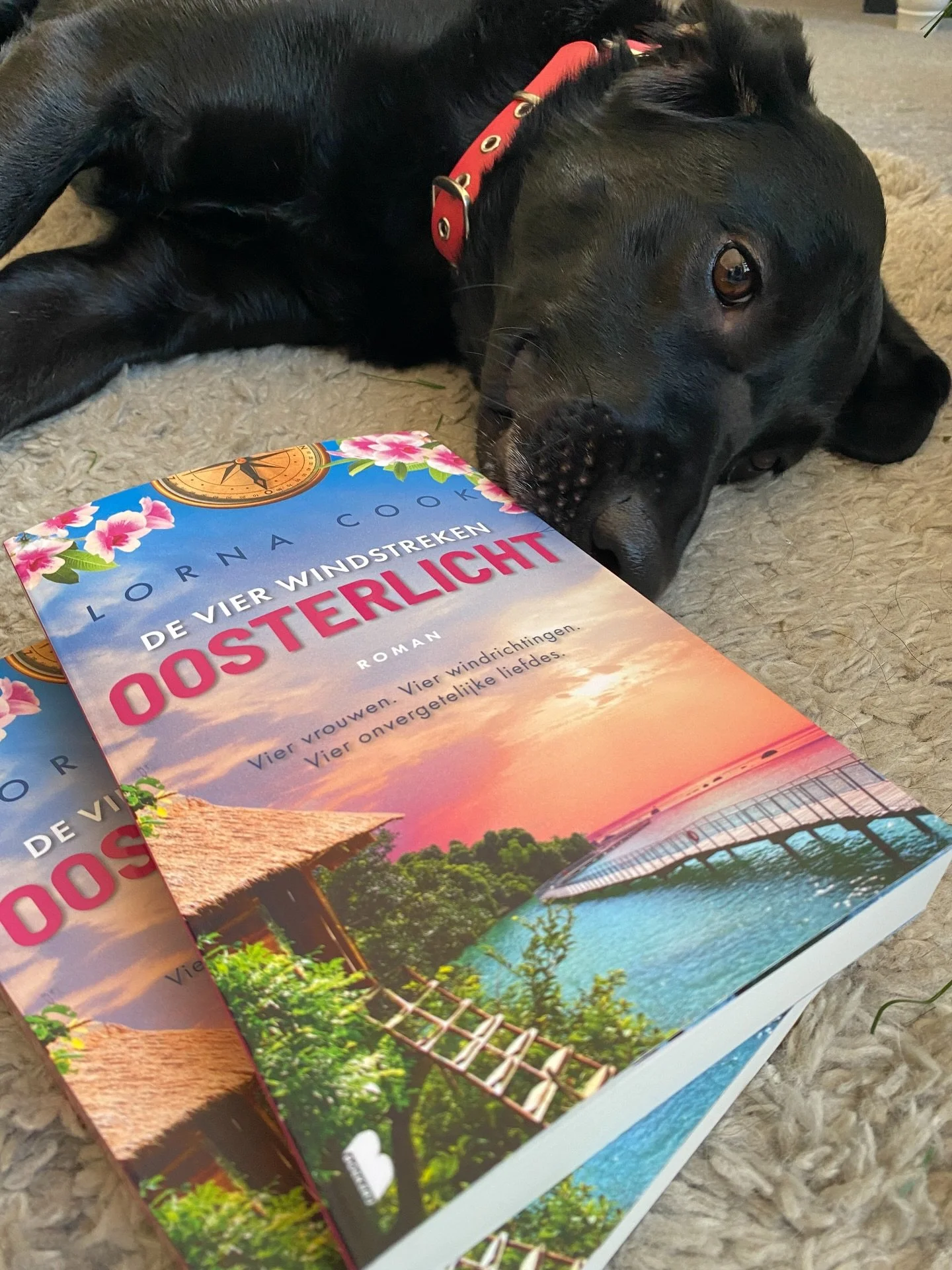 🇳🇱 Ooo mum&rsquo;s on the floor trying to do some snazzy staging with a book and a Christmas tree and her phone to let Dutch readers know it&rsquo;s their turn for a new book. What a good time to get right up in her face because we are clearly &lsq