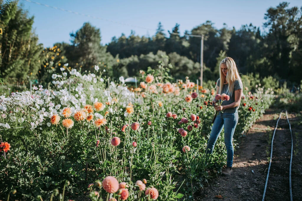 Flower Growers In Watsonville Ca Best Flower Site