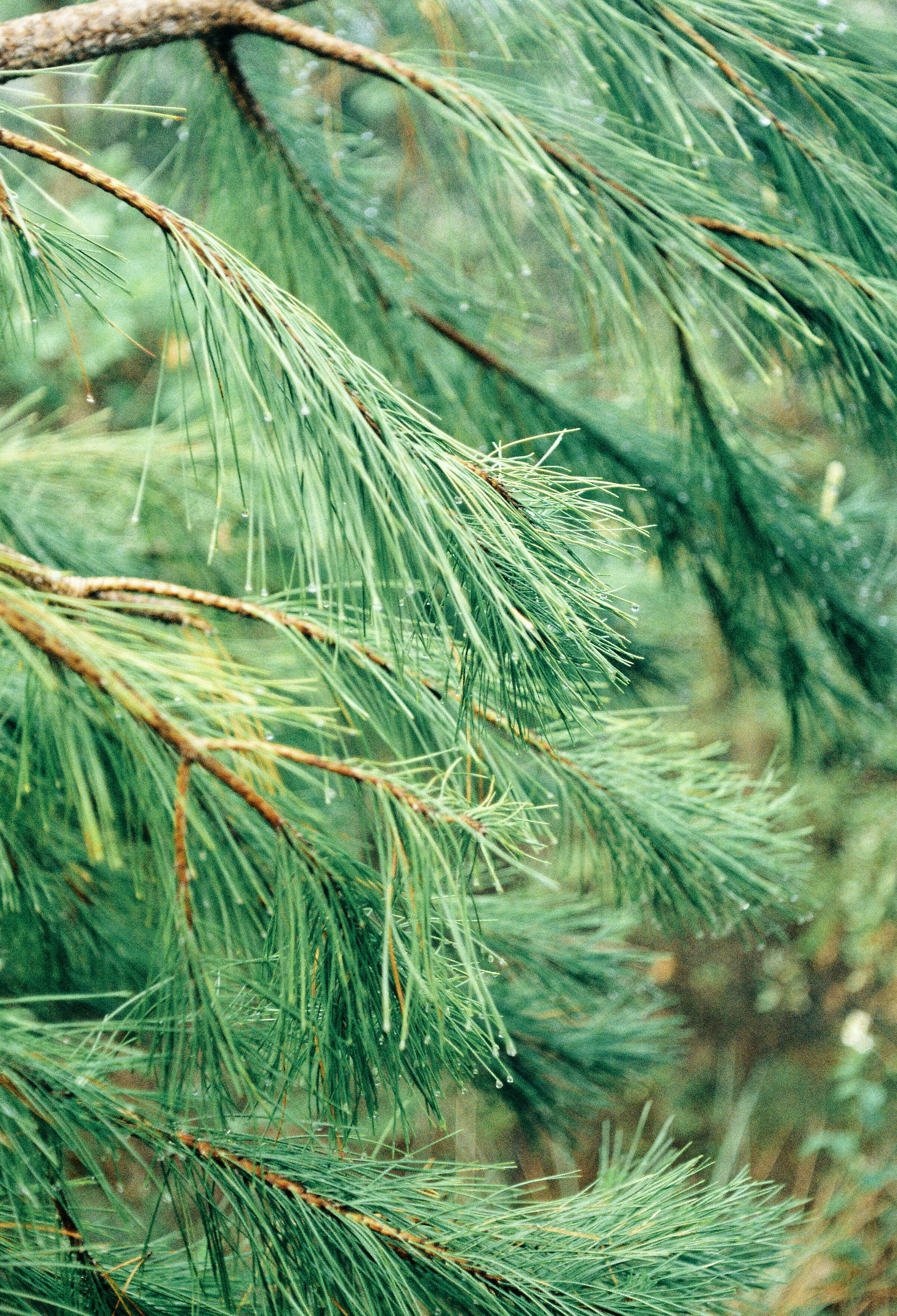 Personal_Laura Ponce007.jpg