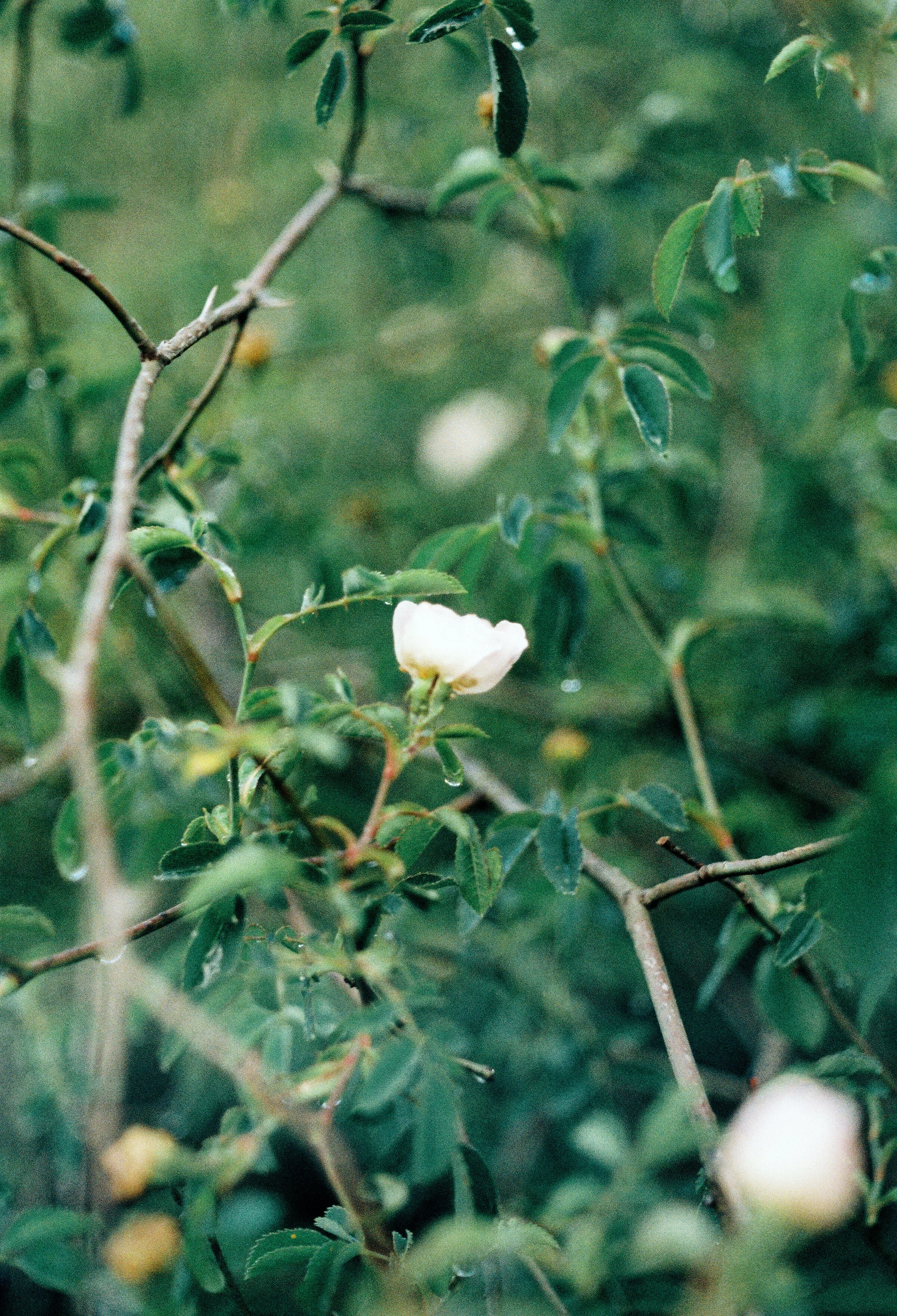 Personal_Laura Ponce010.jpg