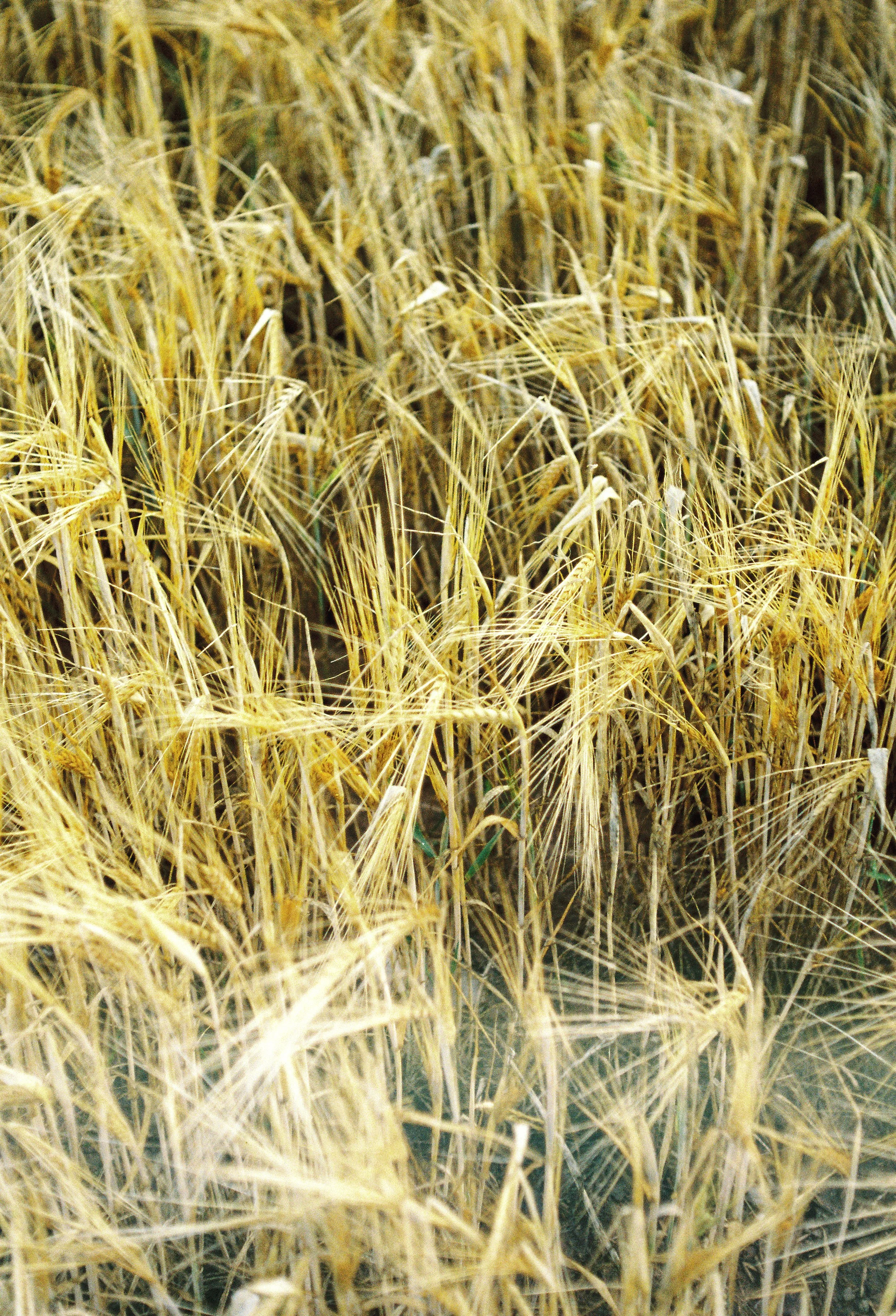 Personal_Laura Ponce013.jpg