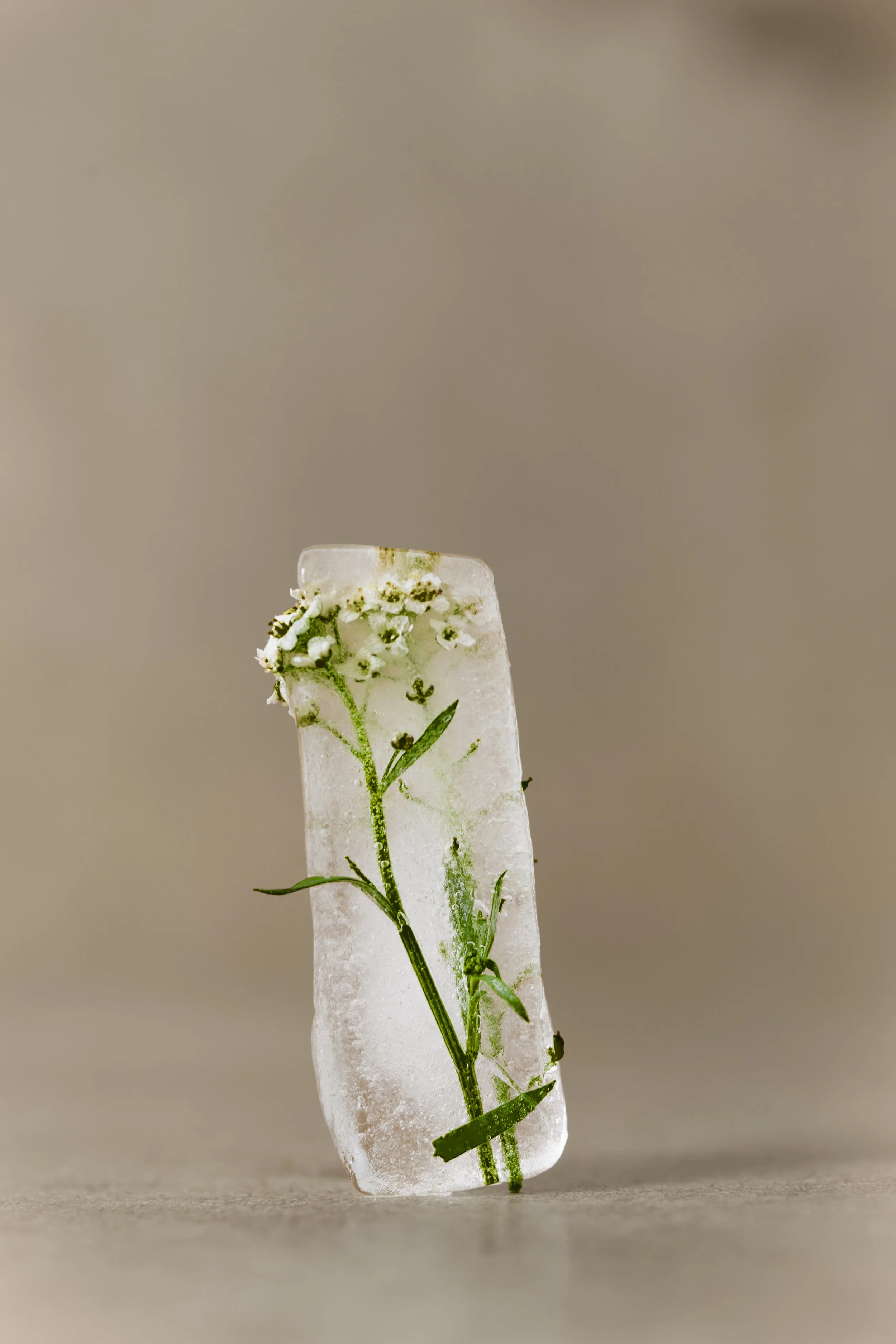 TW3A2931 dddcopia.jpg