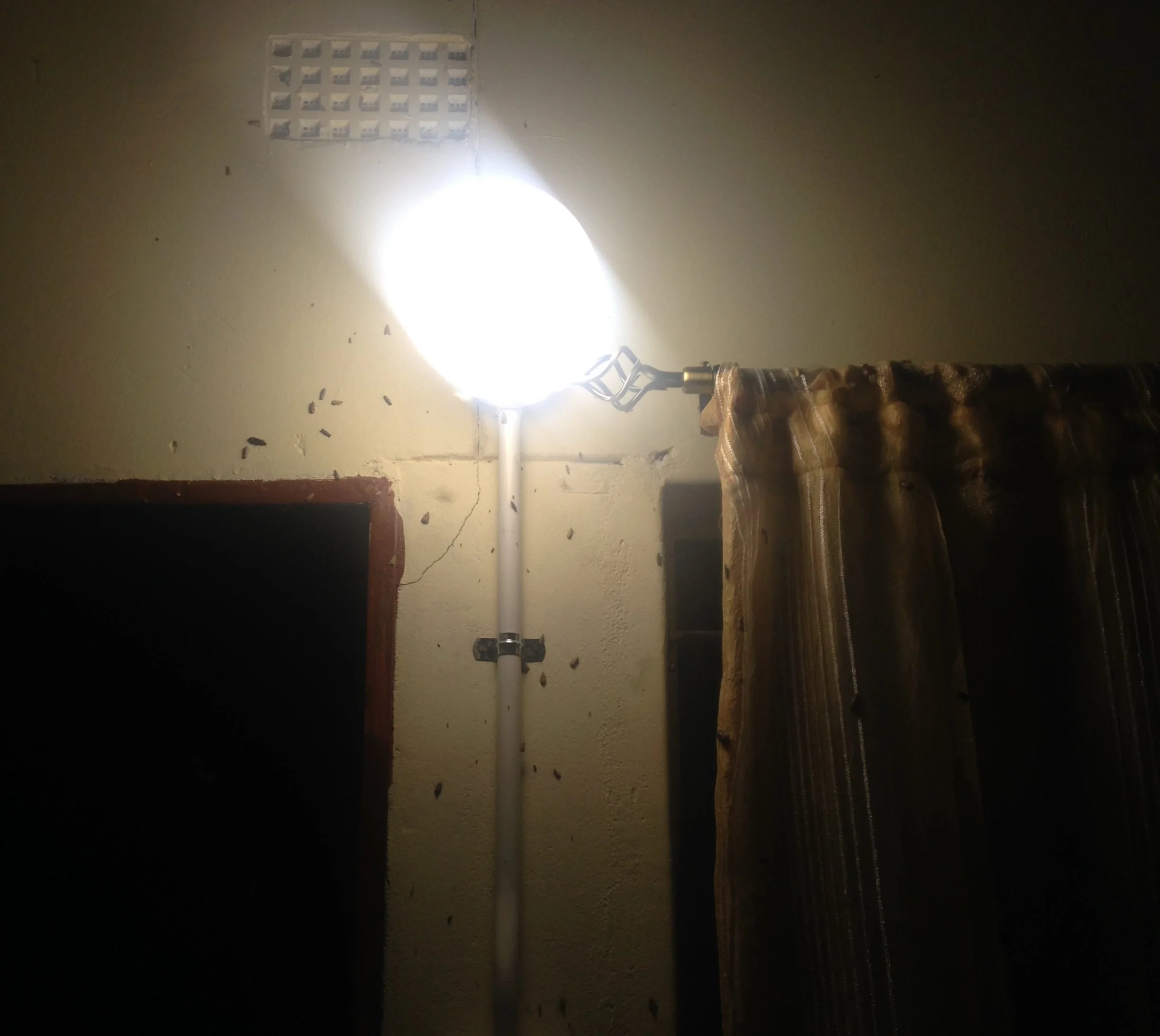 Embambala. Bugs gone berserk .