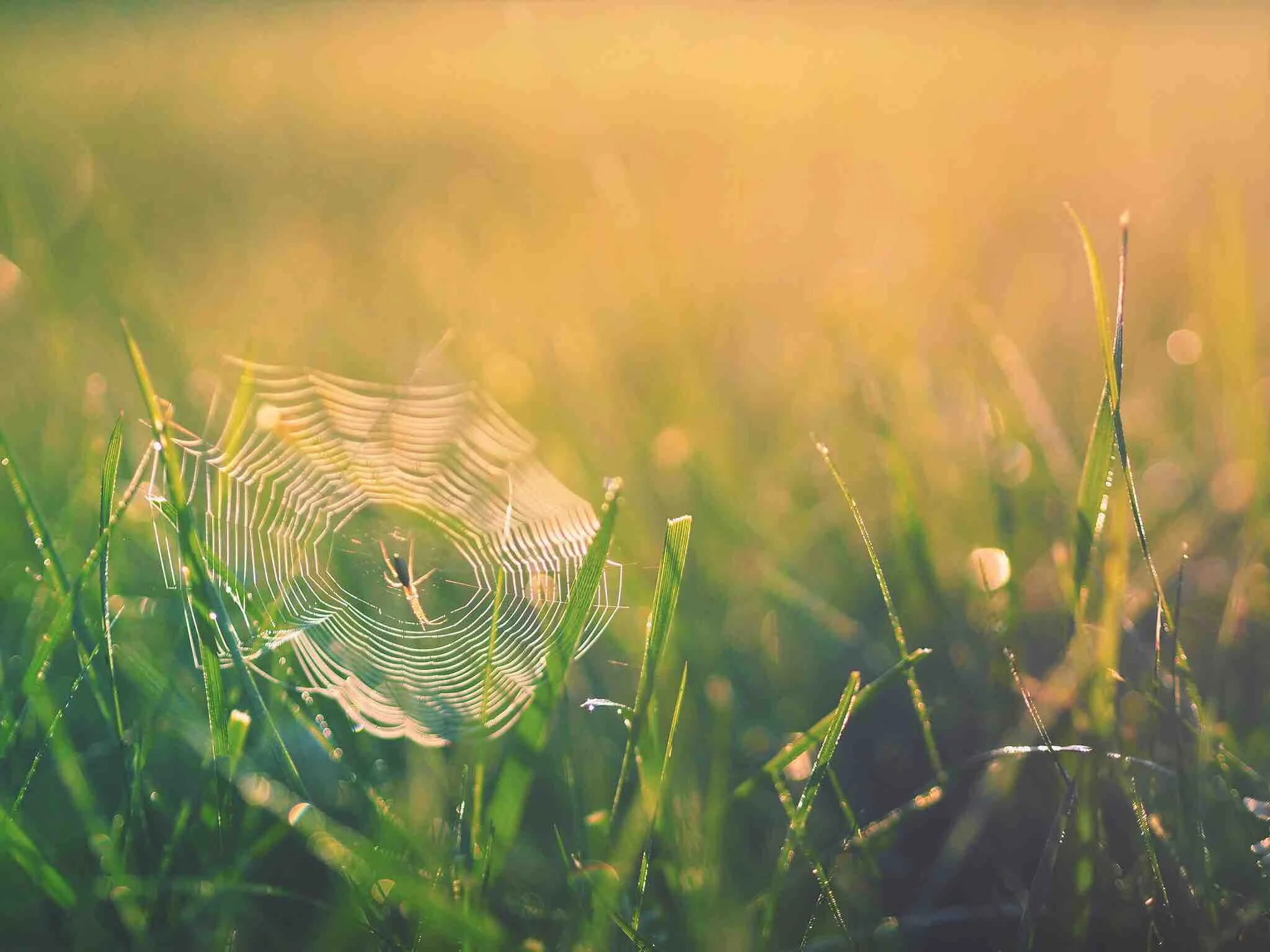 SPIDERWEB-unsplash.jpg